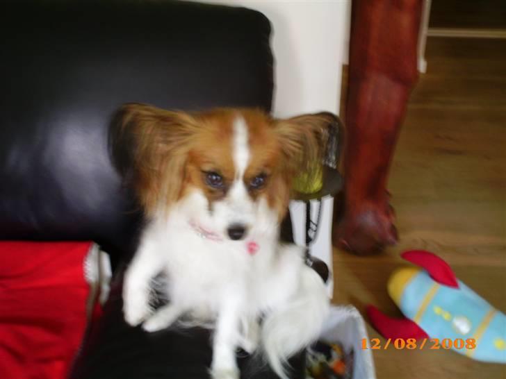 Papillon Chili - Snøft, jeg er blevet stukket af en hveps i min pote... MOR HJÆLP MIG.. r hun ikk bare kær den lille skid...Så ynkelig kan jeg se ud billede 2