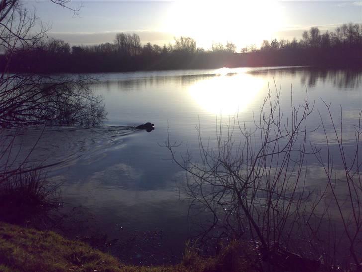 Blanding af racer Jilly - Elgen der svømmer i mosen  he he.. billede 15
