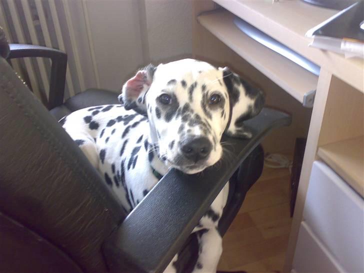 Dalmatiner Gaby - Og nej Gaby må ikke ligge i stolen.. Suk... billede 9