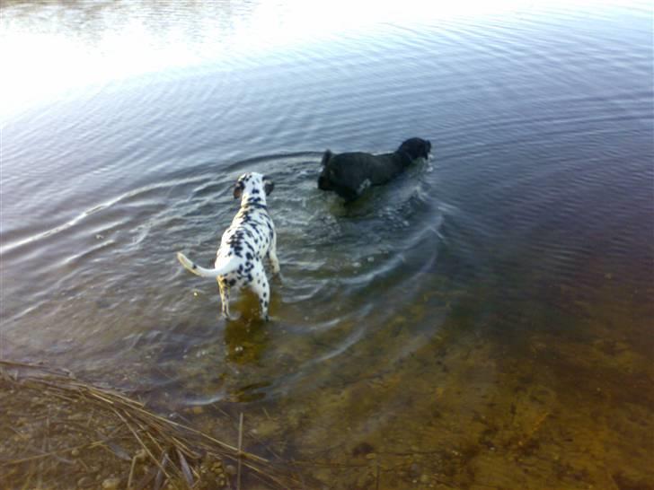 Dalmatiner Gaby - Iiiiih, jeg vil altså helst ikke ud i det kolde vand... billede 11
