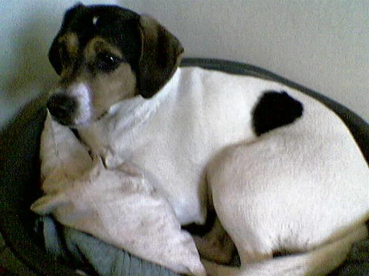 Dansk svensk gaardhund Bacardi billede 1