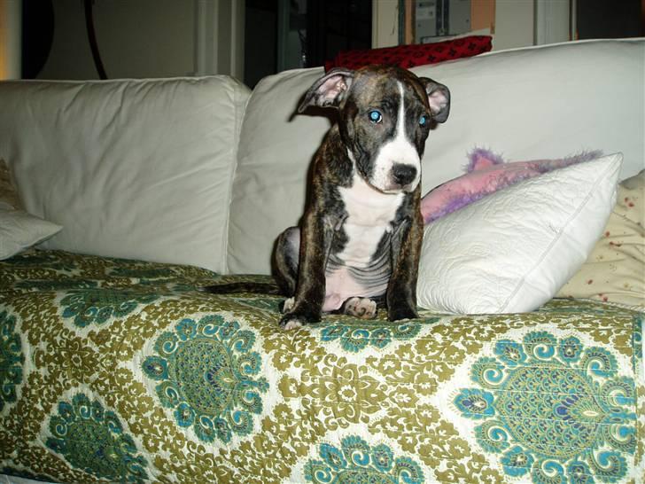 Amerikansk staffordshire terrier limon  billede 5