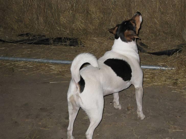 Dansk svensk gaardhund Bacardi billede 2