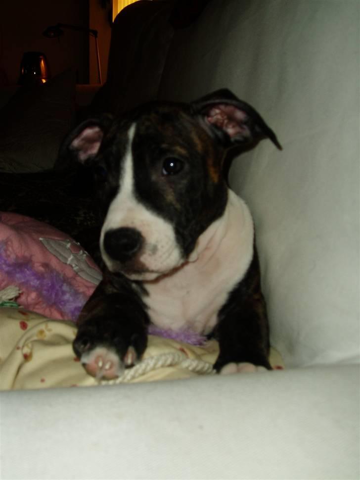 Amerikansk staffordshire terrier limon  billede 6