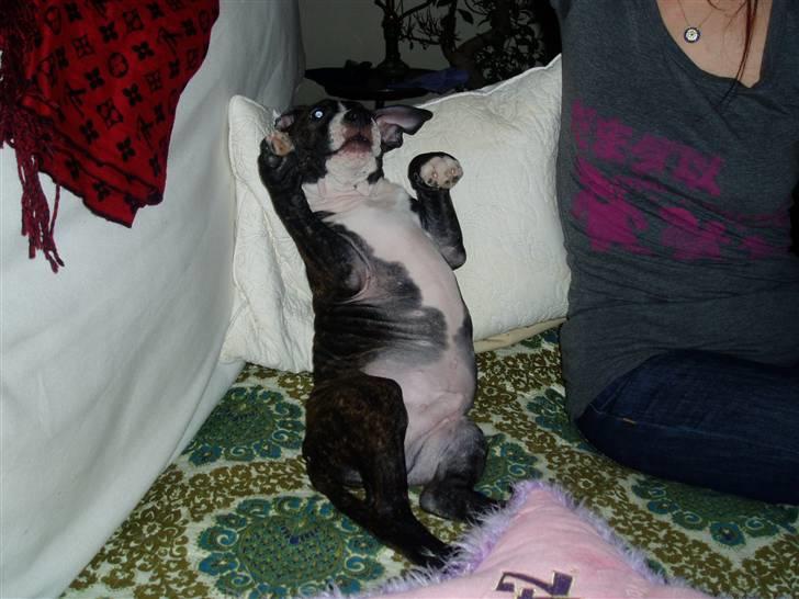 Amerikansk staffordshire terrier limon  billede 7