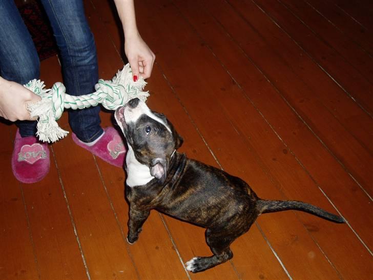 Amerikansk staffordshire terrier limon  billede 8