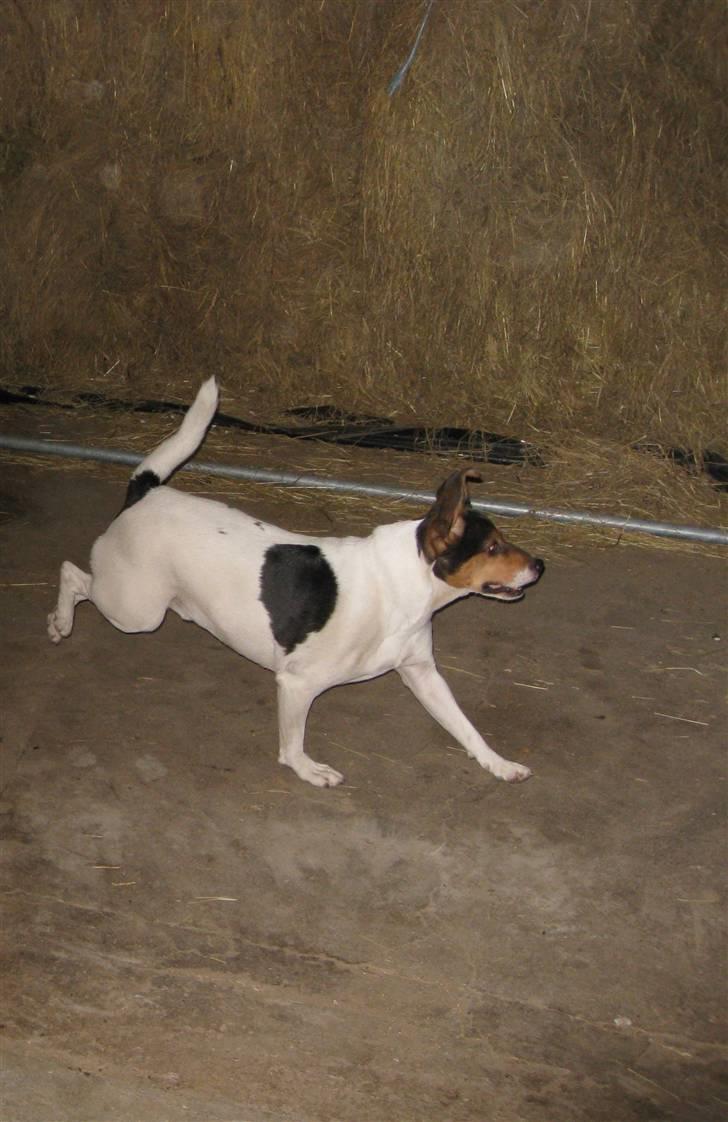 Dansk svensk gaardhund Bacardi billede 3