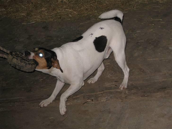 Dansk svensk gaardhund Bacardi billede 5