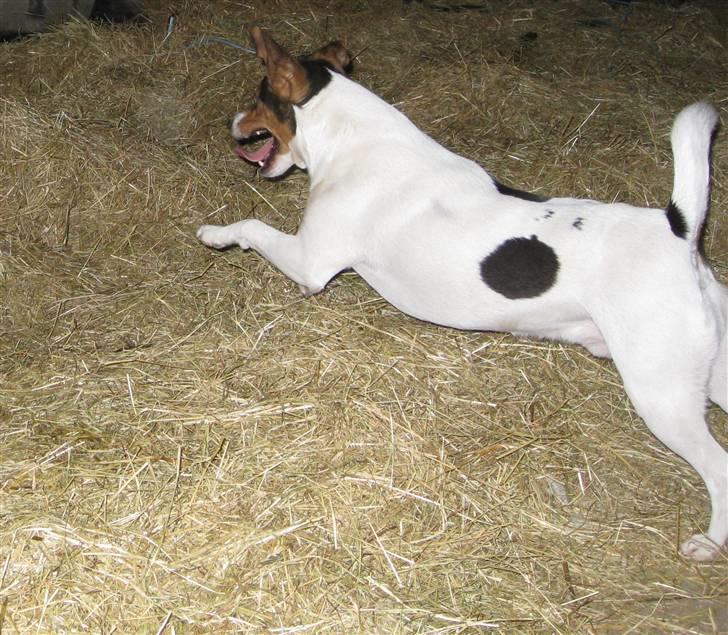 Dansk svensk gaardhund Bacardi billede 7