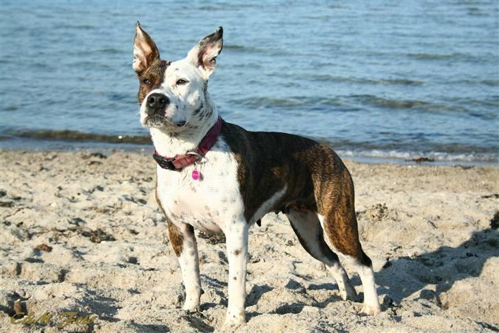 Blanding af racer Lady Di billede 1