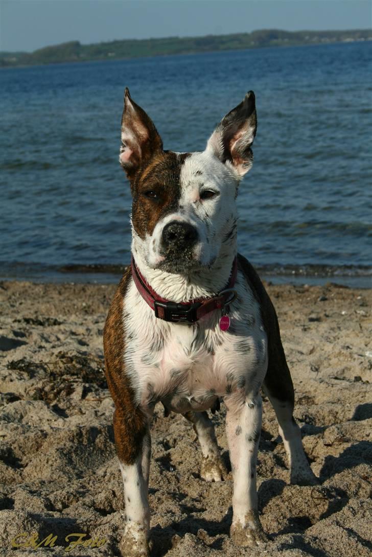 Blanding af racer Lady Di billede 2