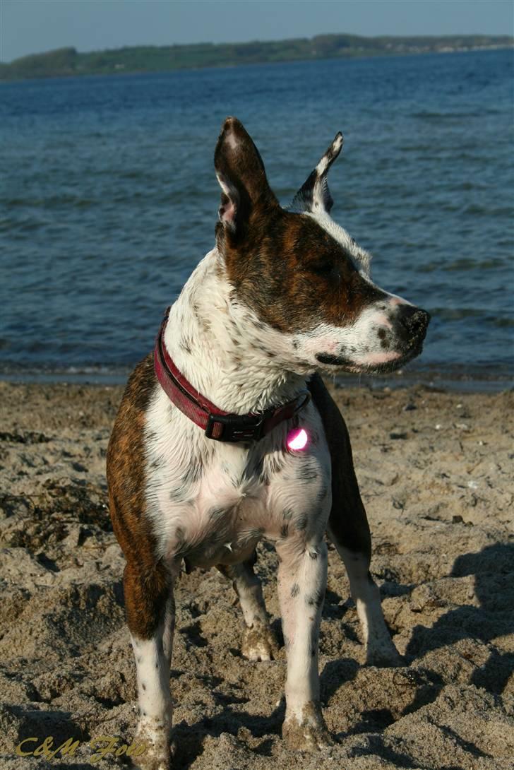 Blanding af racer Lady Di billede 3