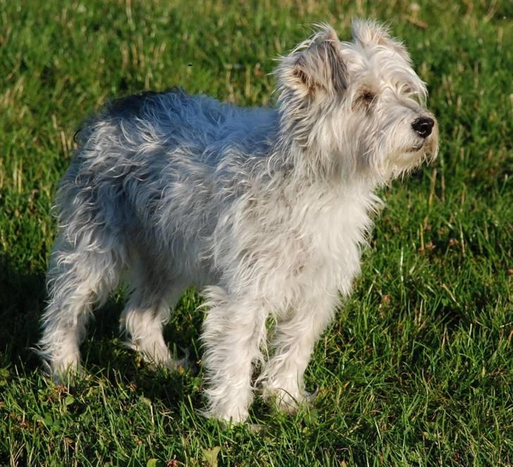 Jack russell terrier Rollo *R.I.P* - rollo på tur billede 1