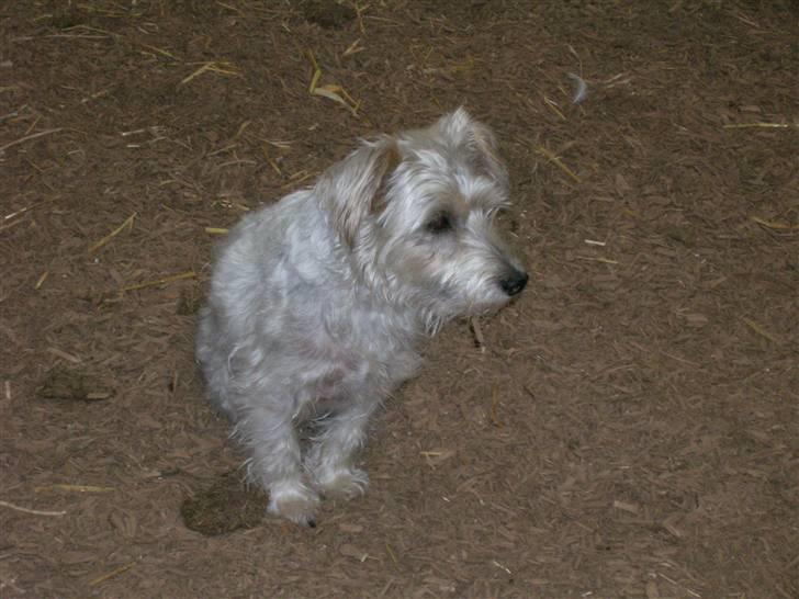 Jack russell terrier Rollo *R.I.P* - rollo i ridehuset billede 2