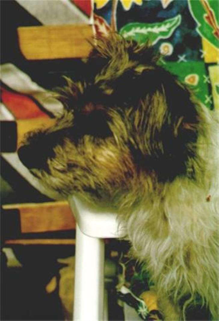Jack russell terrier Rollo *R.I.P* - rollo som lidt yngre, var meget mørkere. billede 3