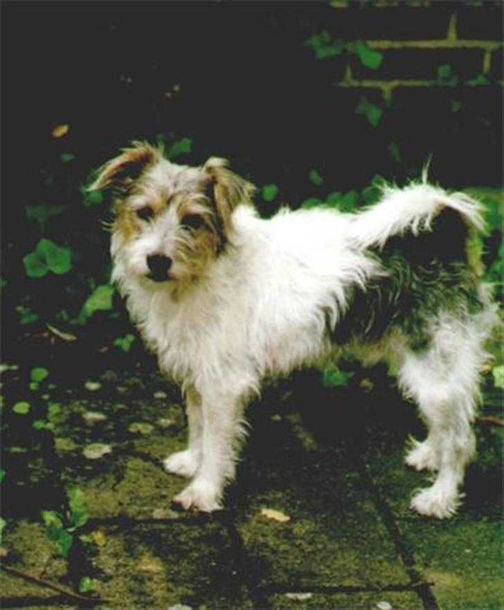 Jack russell terrier Rollo *R.I.P* - rollo som lidt yngre, var meget mørkere billede 4