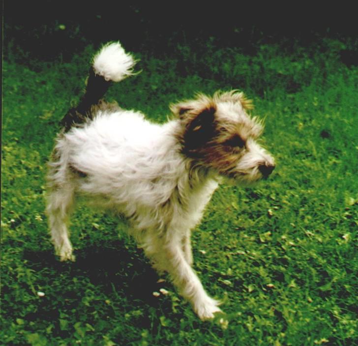 Jack russell terrier Rollo *R.I.P* - rollo som lidt yngre, var meget mørkere billede 6