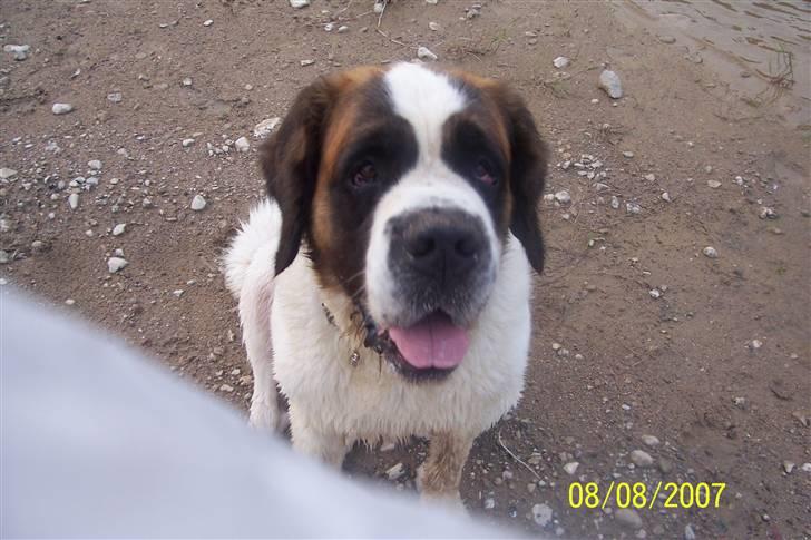 Sankt bernhardshund Lærke billede 14