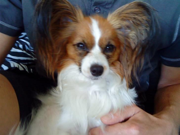 Papillon Chili - Nyt billed af smukke mig billede 3