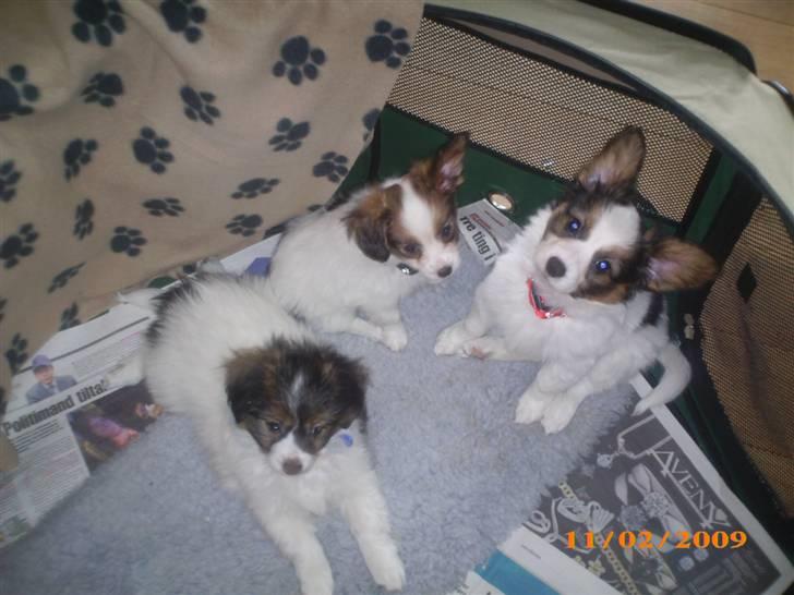 Papillon Chili - De er da bare smukke de små hvalpe billede 4