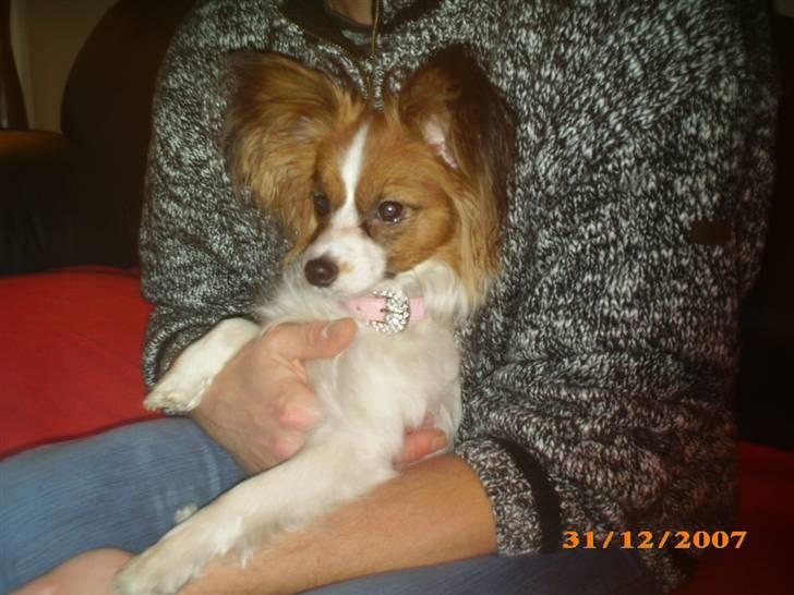 Papillon Chili - Er lidt træt så hviler hos far billede 5