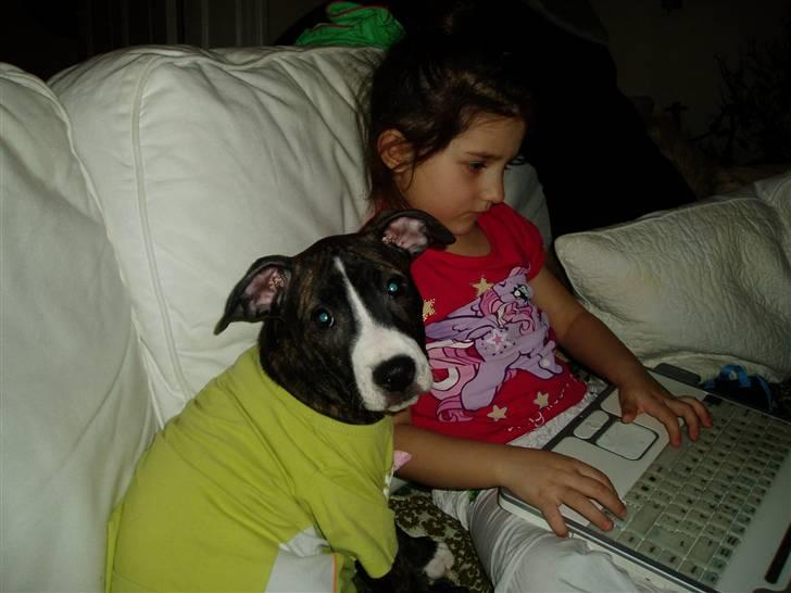 Amerikansk staffordshire terrier limon  billede 9