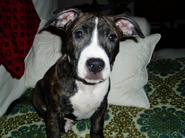 Amerikansk staffordshire terrier limon  billede 10