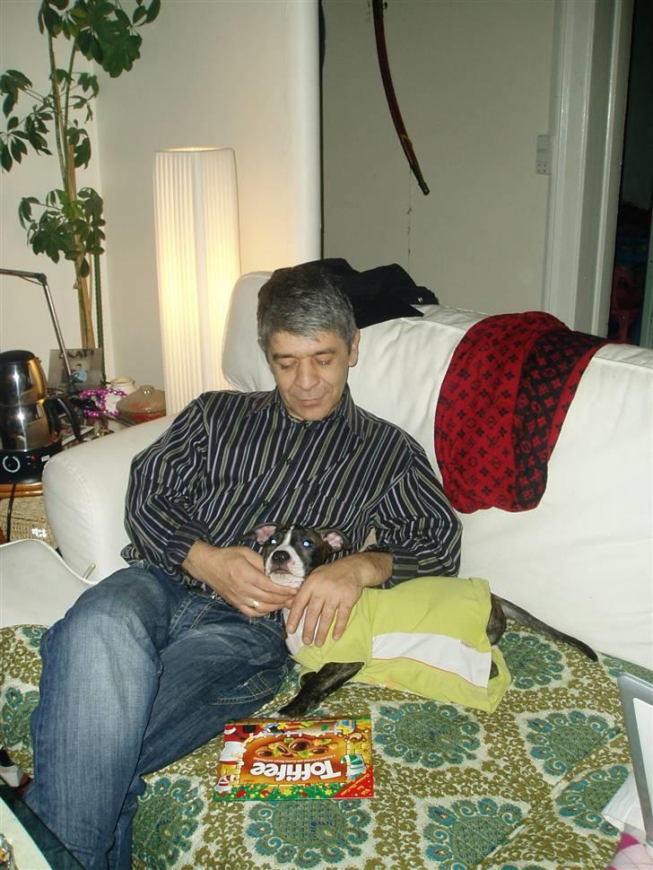 Amerikansk staffordshire terrier limon  billede 11