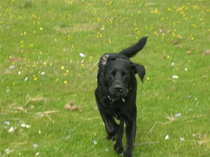 Blanding af racer Buller(aflivet d. 24/7) - her kommer jeeeg billede 2