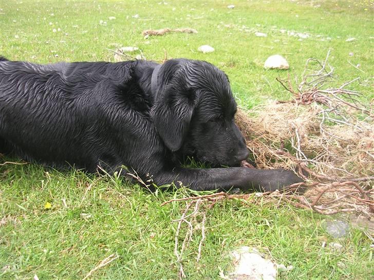 Blanding af racer Buller(aflivet d. 24/7) billede 3