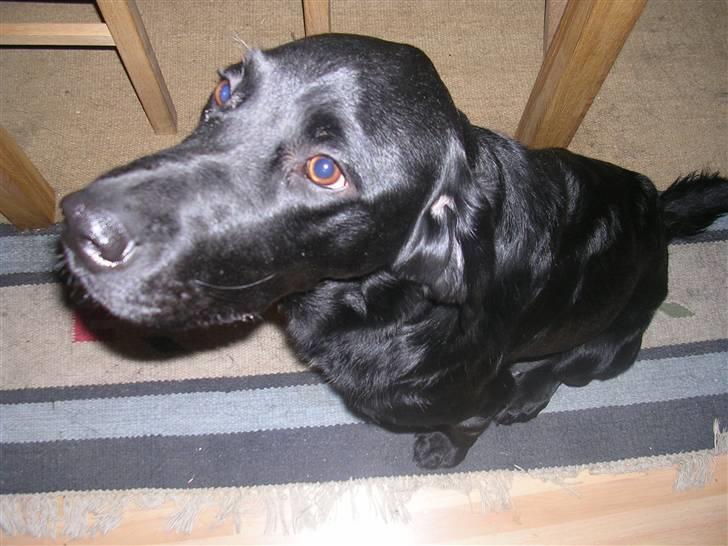 Blanding af racer Buller(aflivet d. 24/7) - seee jeg sidder sååå pænt billede 4