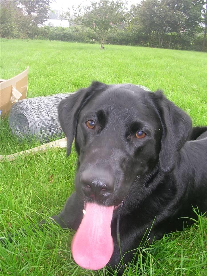 Blanding af racer Buller(aflivet d. 24/7) - hvad så mester? billede 5