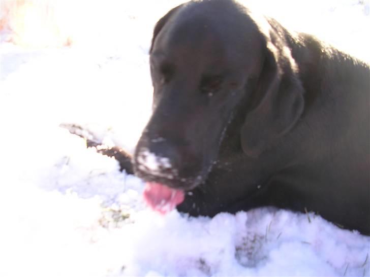 Blanding af racer Buller(aflivet d. 24/7) - UHHHM sne!! billede 6