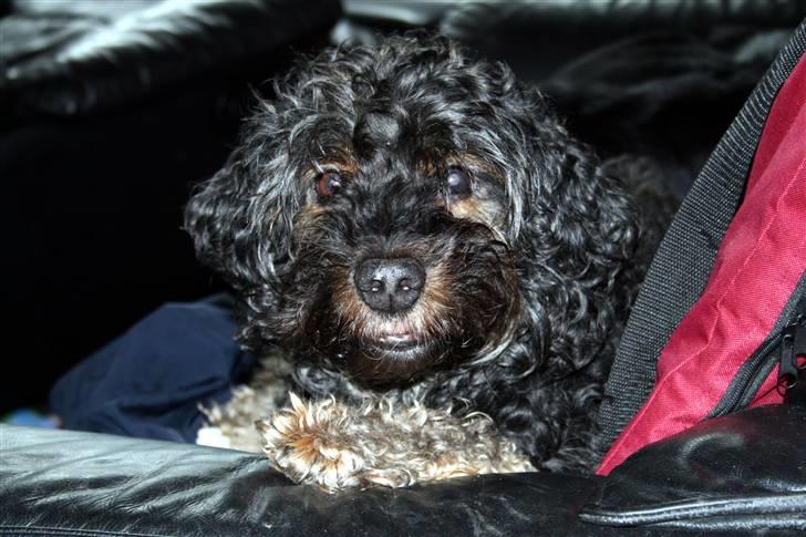 Blanding af racer Barney(død d 8/2-08) billede 1