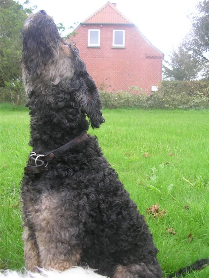 Blanding af racer Barney(død d 8/2-08) billede 2