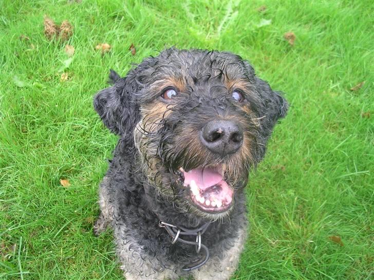 Blanding af racer Barney(død d 8/2-08) billede 3