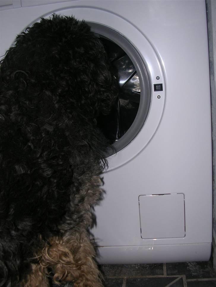 Blanding af racer Barney(død d 8/2-08) billede 4