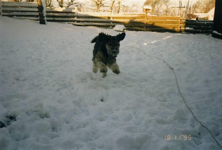 Blanding af racer Barney(død d 8/2-08) billede 5