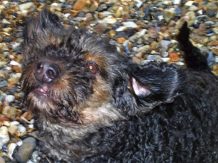 Blanding af racer Barney(død d 8/2-08) billede 6