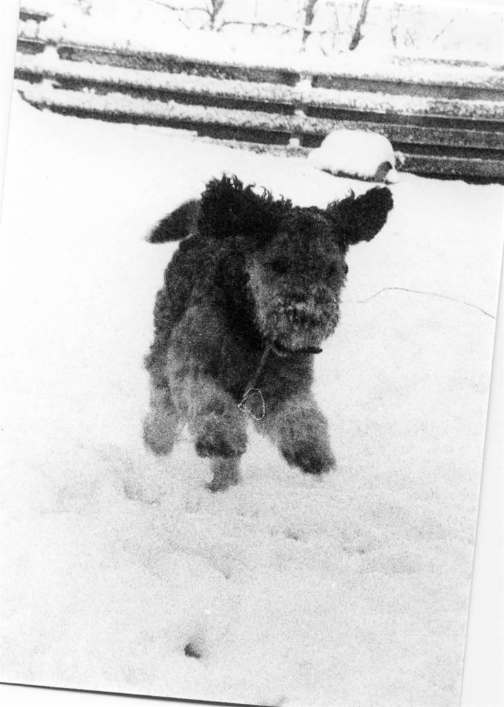 Blanding af racer Barney(død d 8/2-08) billede 7