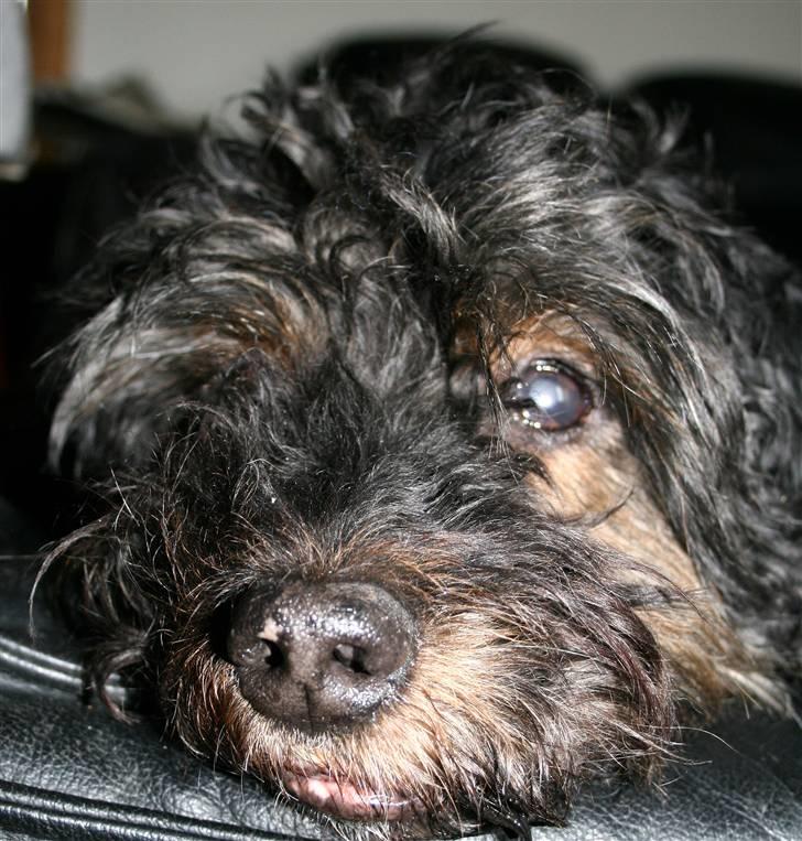 Blanding af racer Barney(død d 8/2-08) billede 8