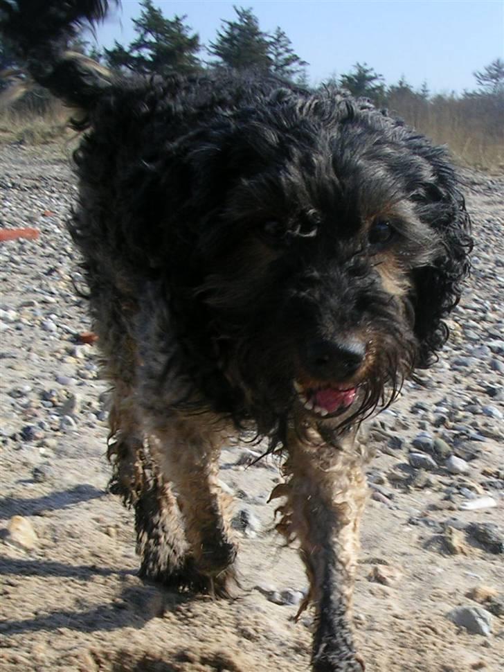 Blanding af racer Barney(død d 8/2-08) billede 9