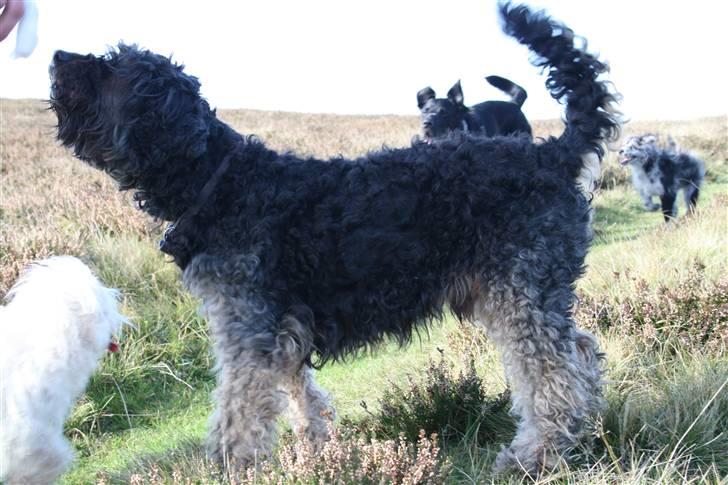 Blanding af racer Barney(død d 8/2-08) billede 10