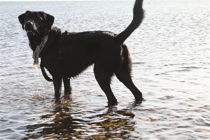 Blanding af racer Buller(aflivet d. 24/7) - floootte fyr ikke sandt?? billede 7