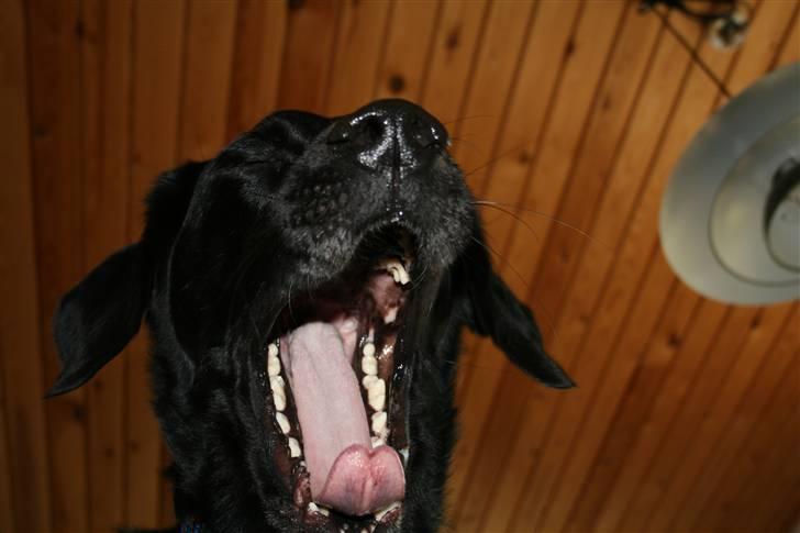 Blanding af racer Buller(aflivet d. 24/7) - se mine faaaarlige bisser billede 8