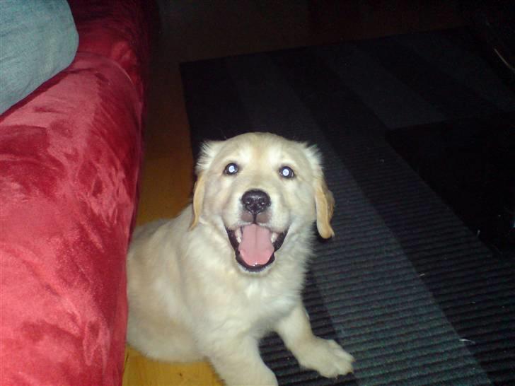 Golden retriever Nanna billede 1