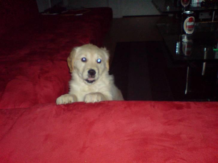 Golden retriever Nanna billede 2