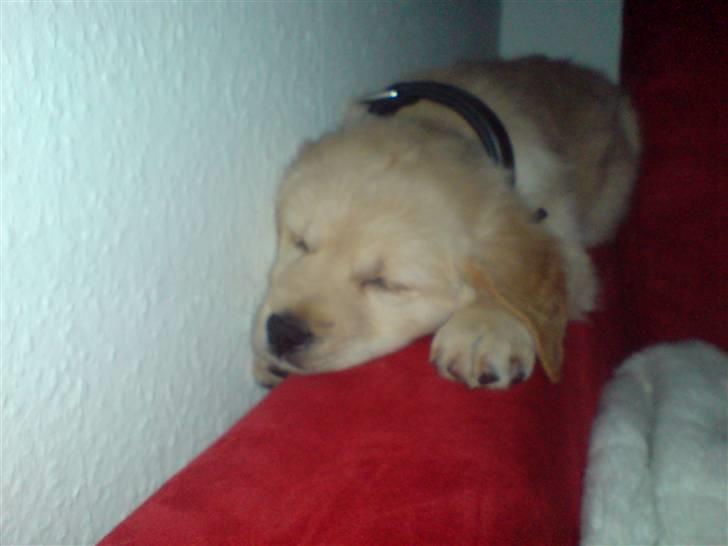 Golden retriever Nanna billede 3