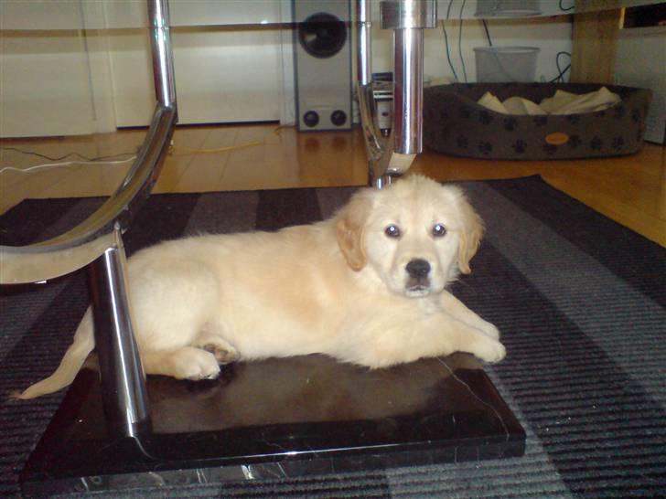 Golden retriever Nanna billede 4