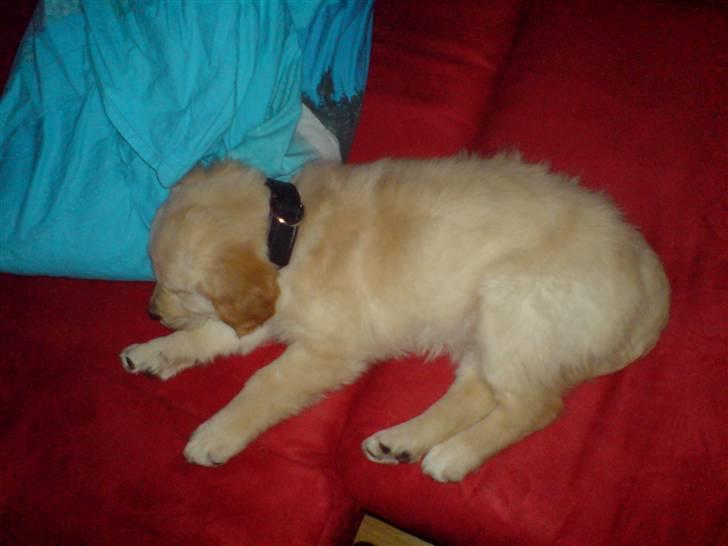 Golden retriever Nanna billede 5